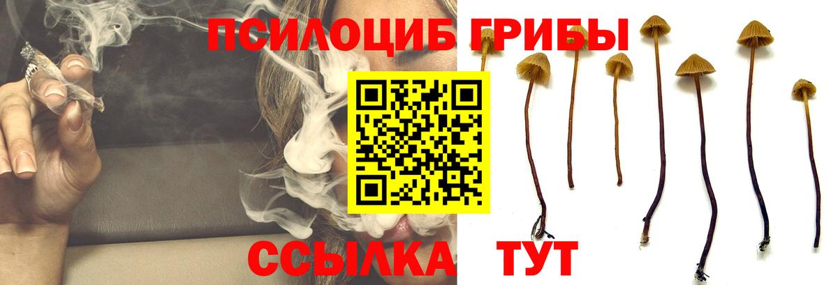 Псилоцибиновые грибы Psilocybe Боровичи